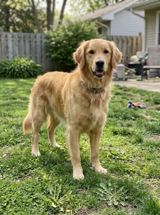 The photo behind Photo to video: dog runs to camera